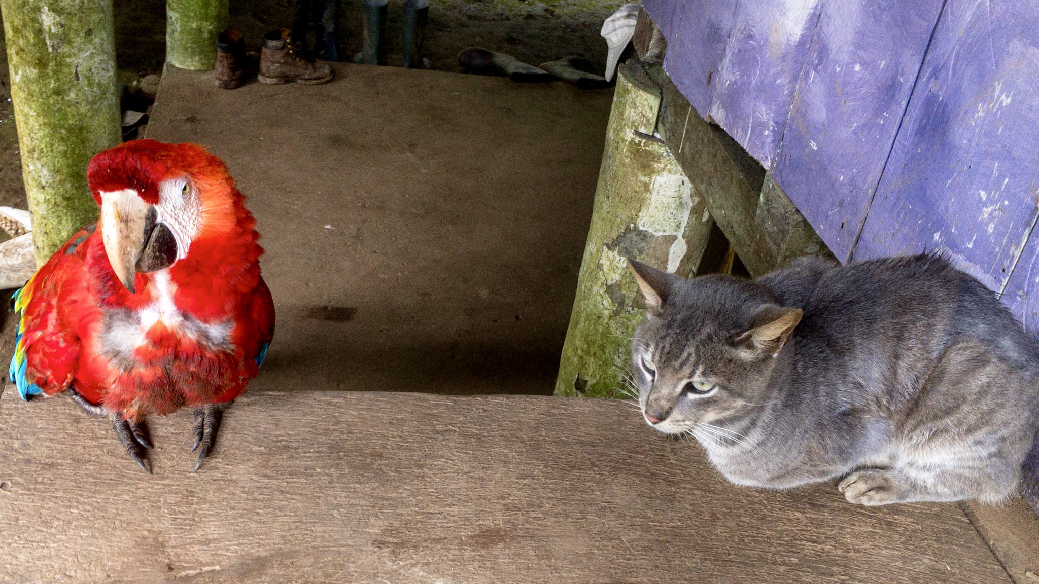 A macaw and a cat in the Amazon