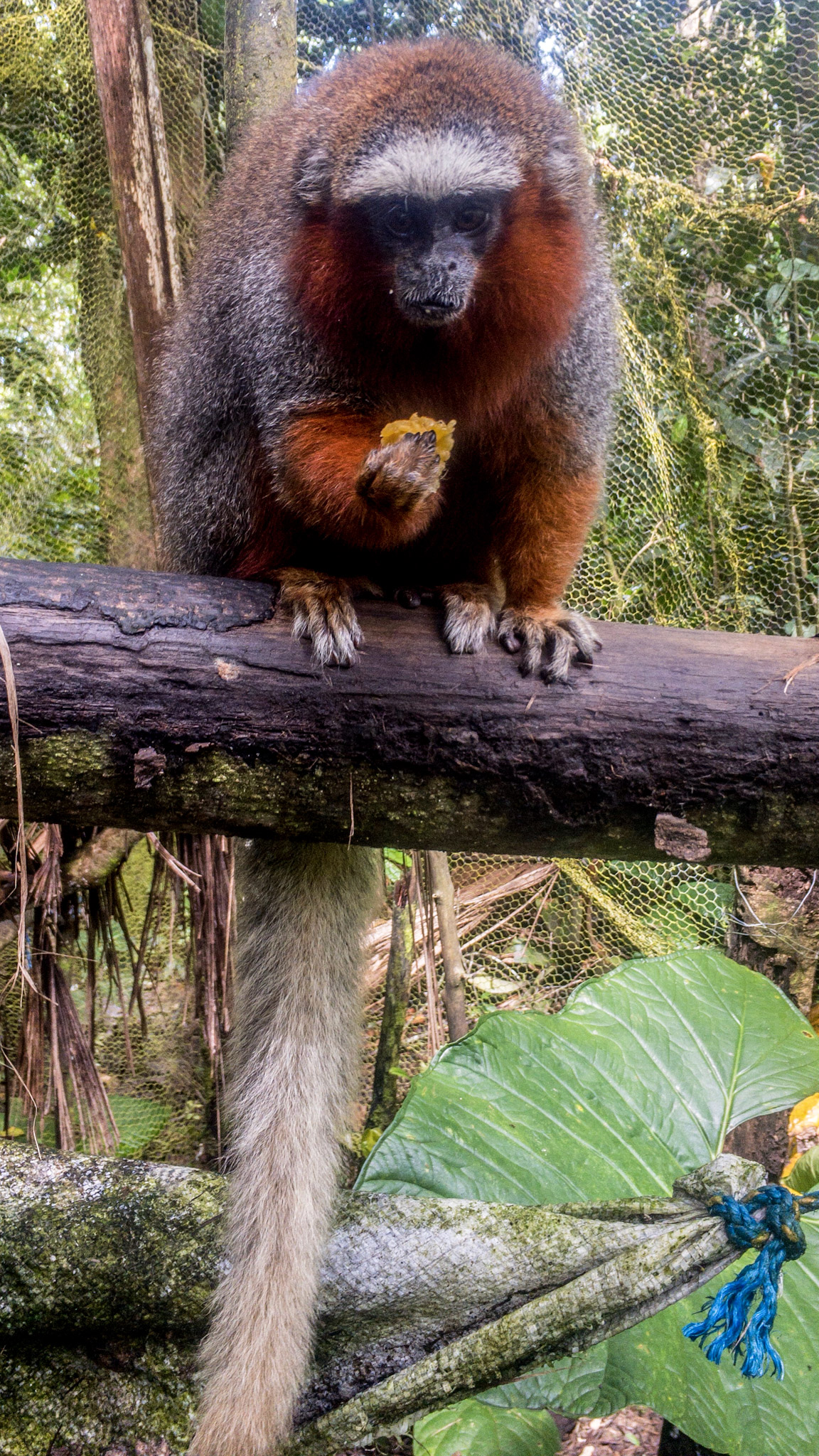 Songo Songo monkey in the Amazon