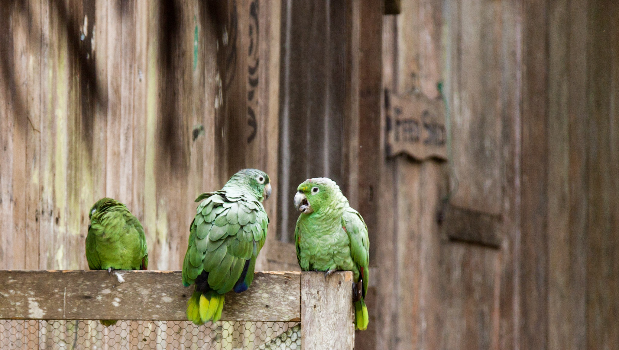 Parrots in the Amazon