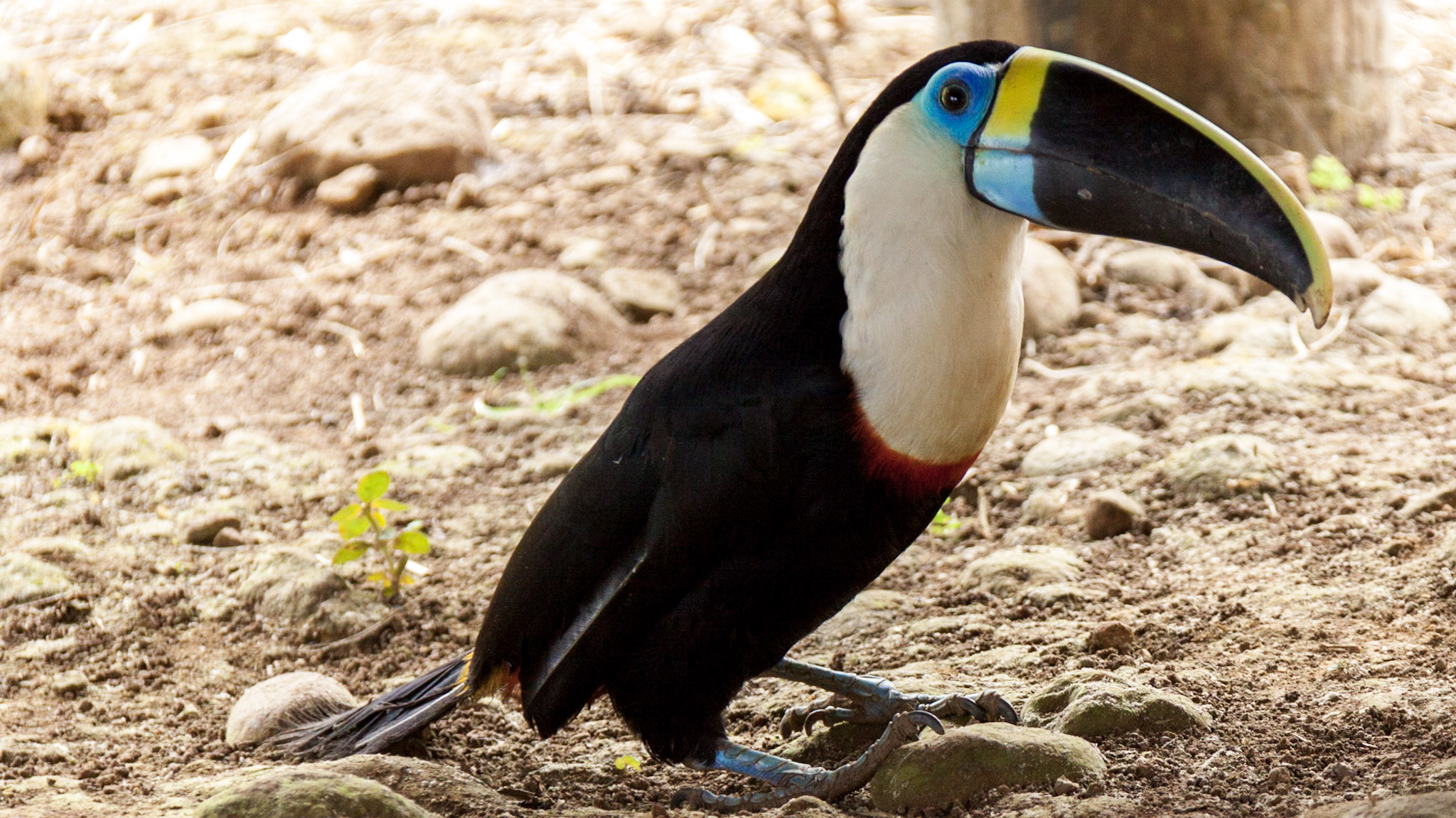 A toucan in the Amazon