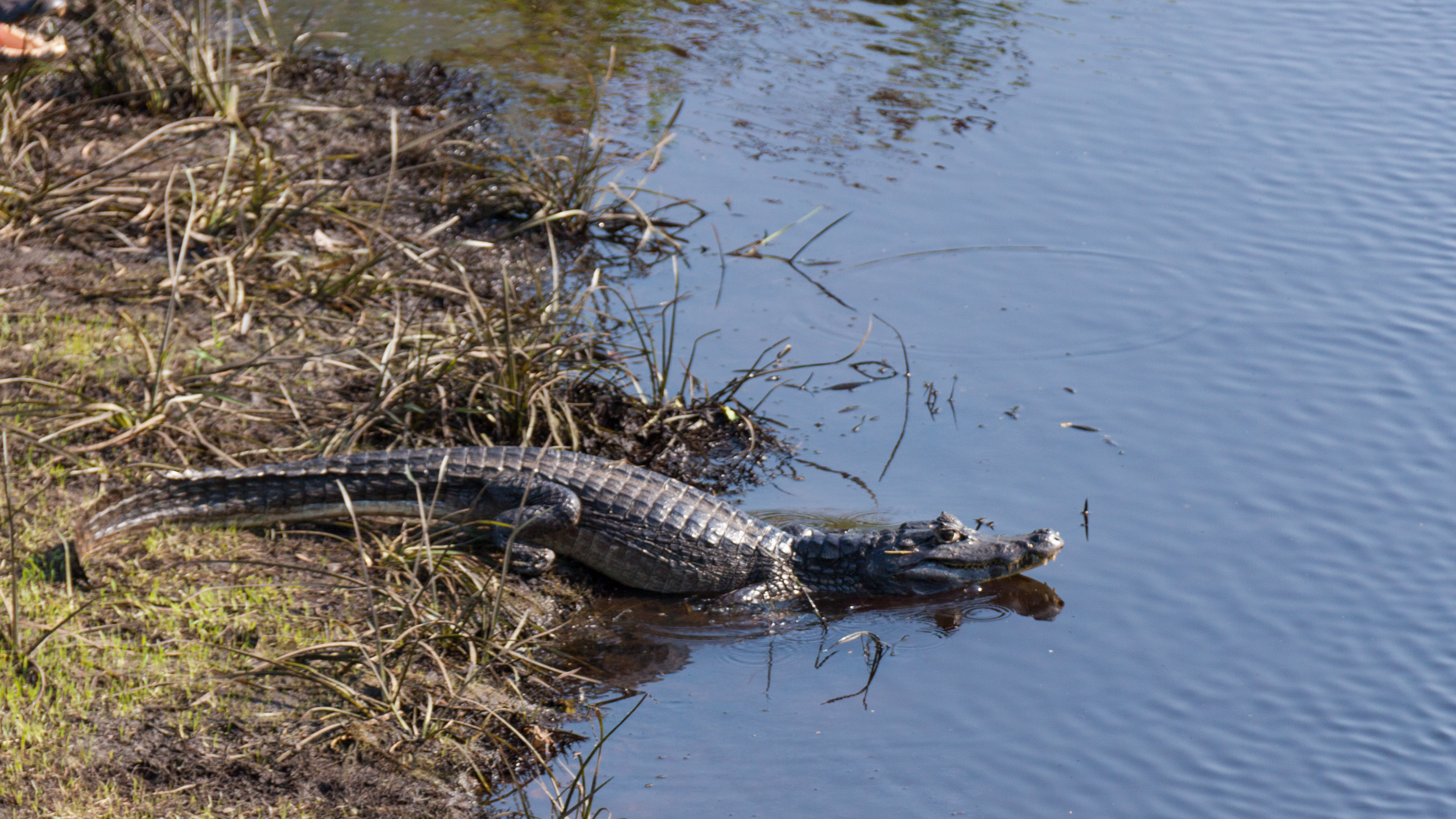 pantanal brazil