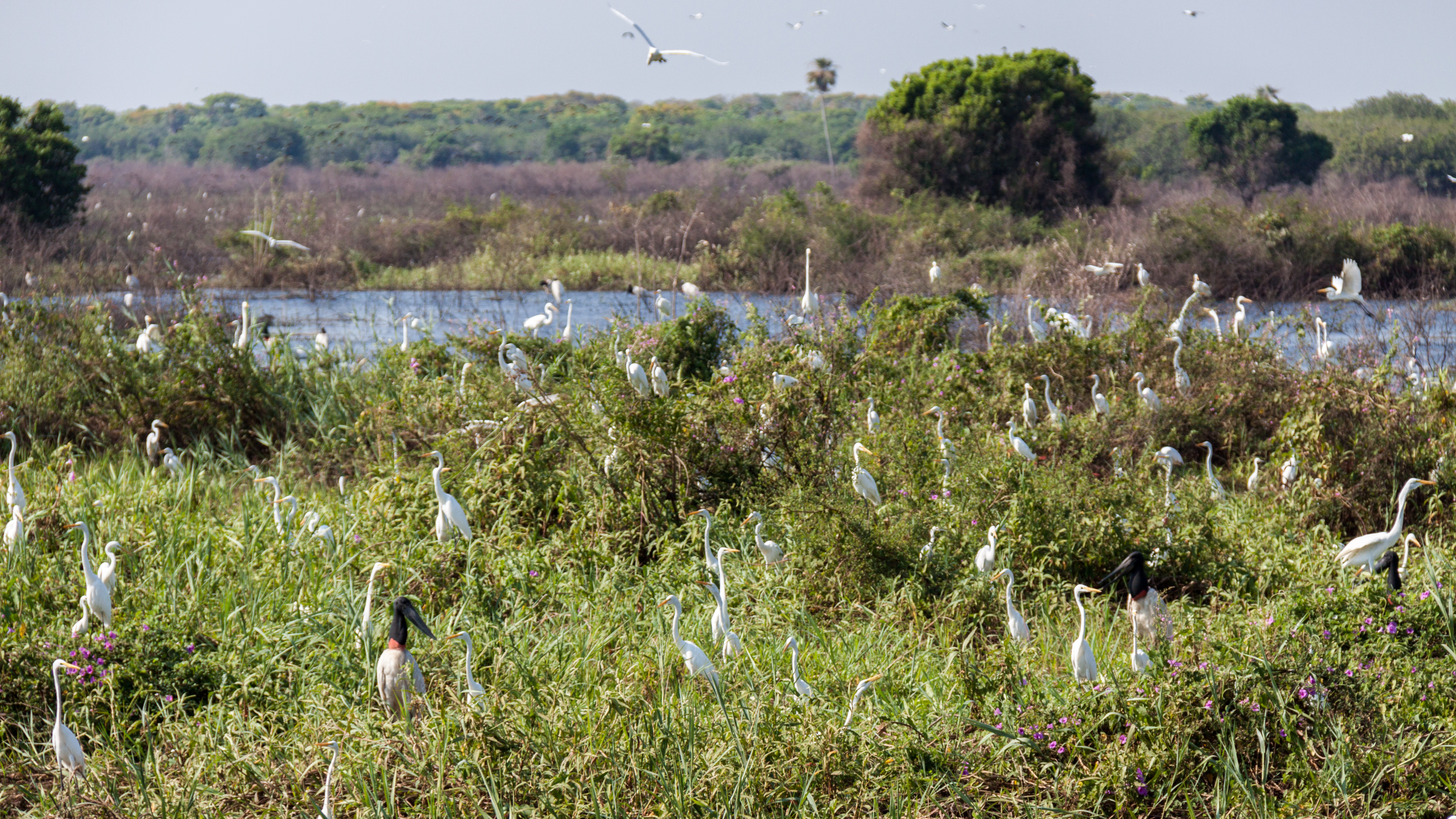 pantanal brazil