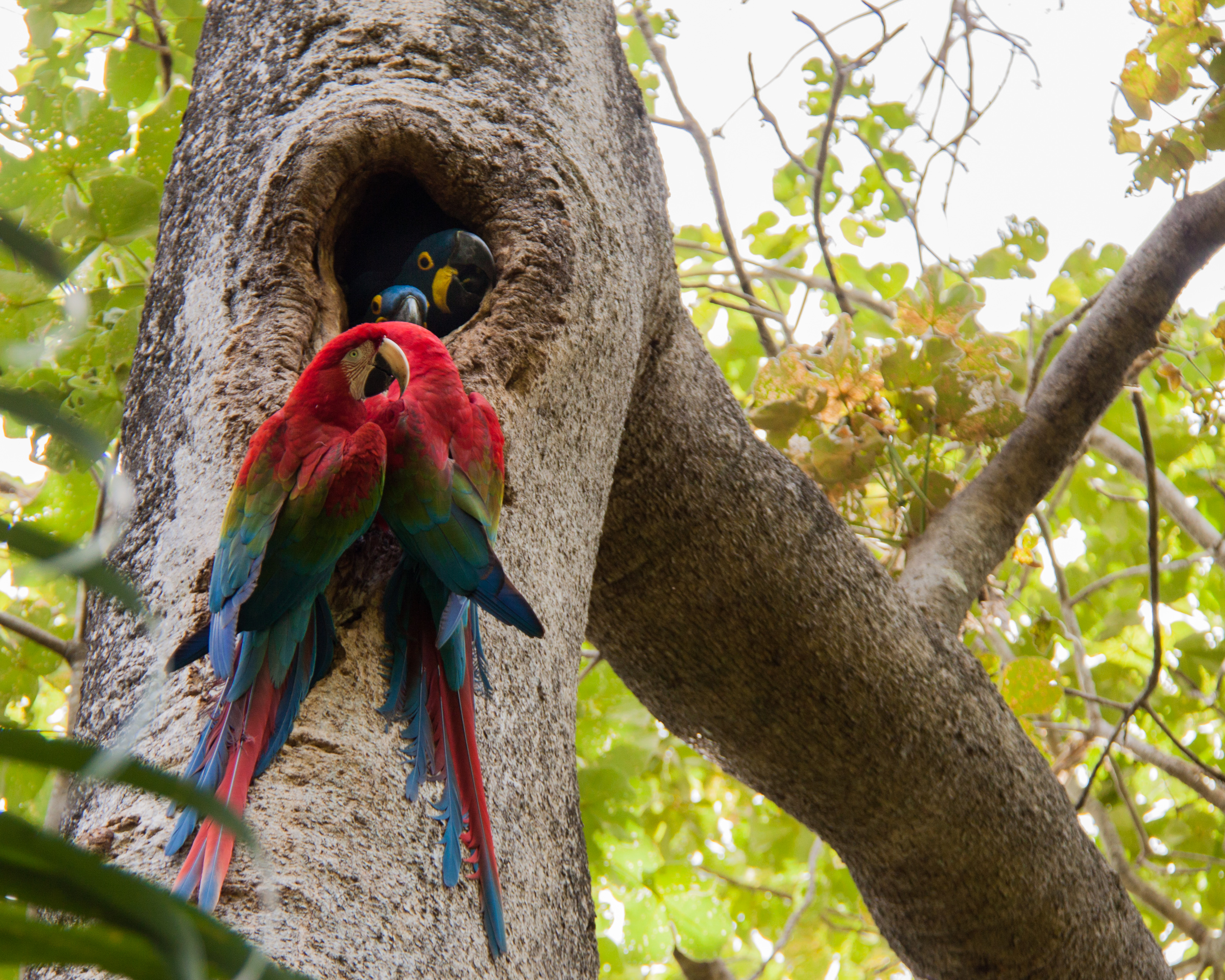 pantanal brazil