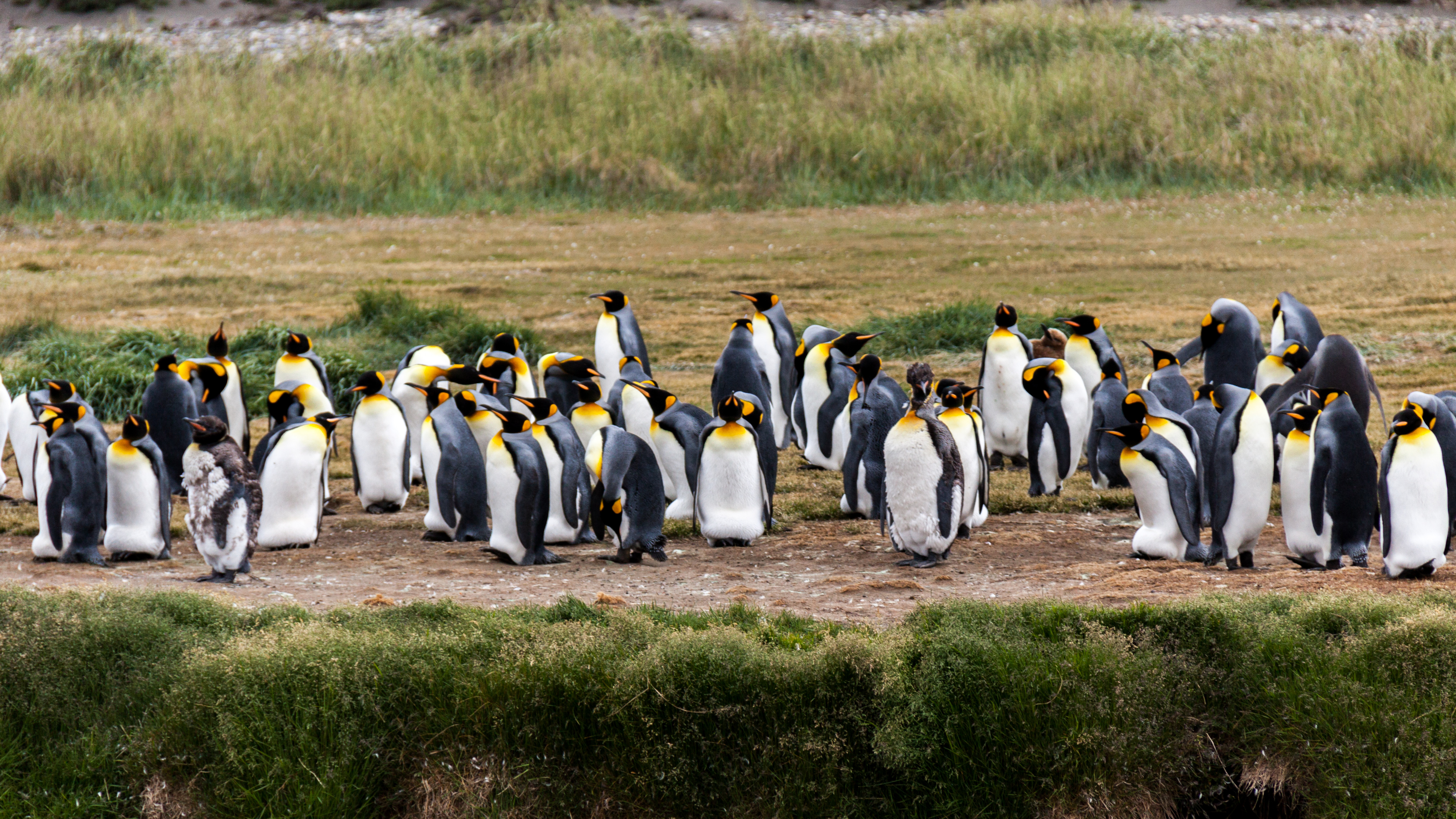 Tierra del Fuego king penguins